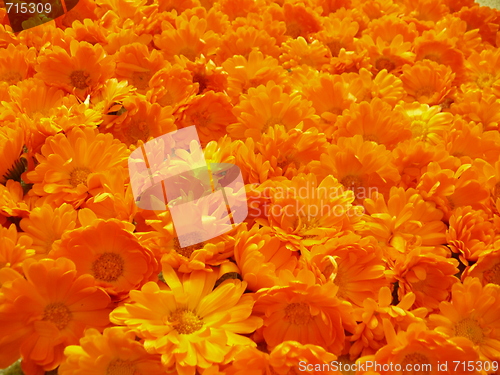 Image of Flowers Background