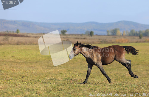 Image of Foal running