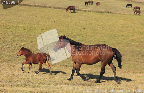 Image of Horses trotting