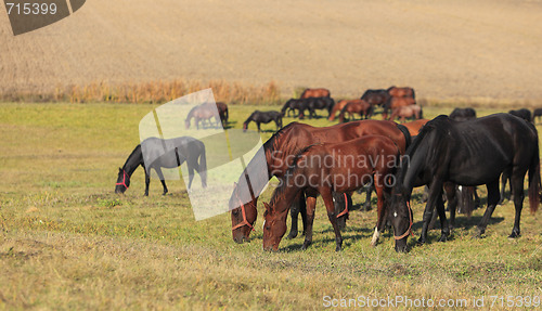 Image of Herd of horses grazing