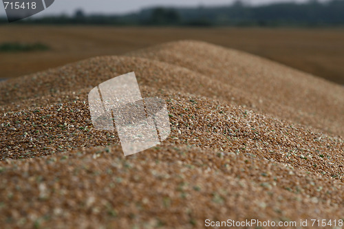 Image of Grain