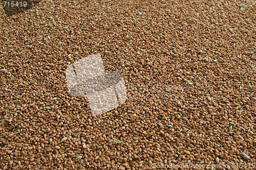 Image of Grain