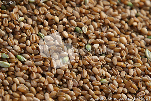 Image of Grain