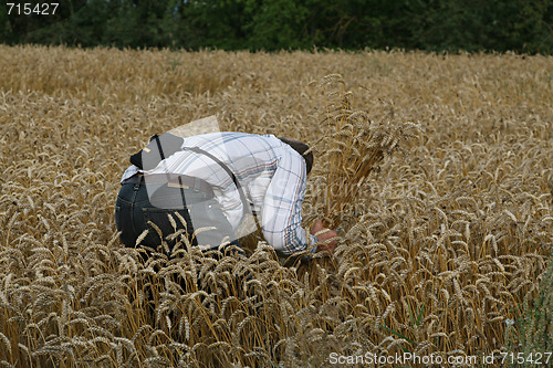 Image of Farmer before harvesting