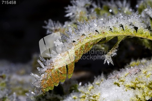 Image of frosty firn