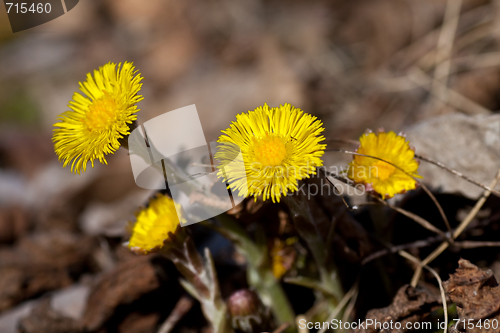 Image of tussilago farfare