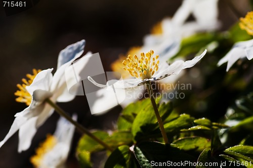 Image of wood anemones