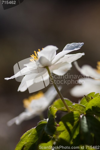 Image of wood anemones