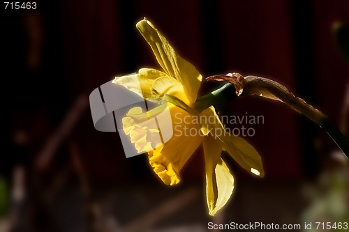 Image of daffodil