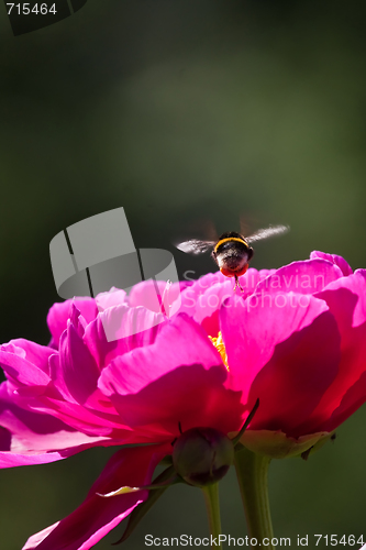 Image of flying bumble bee