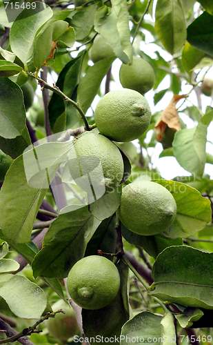 Image of lemons