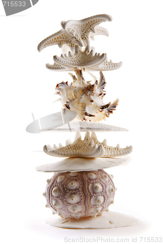 Image of Seashells in a Stack