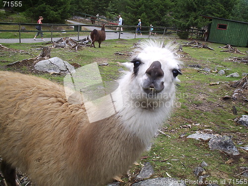 Image of Llama