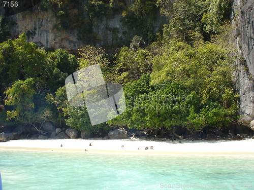 Image of Monkey Beach In Thailand