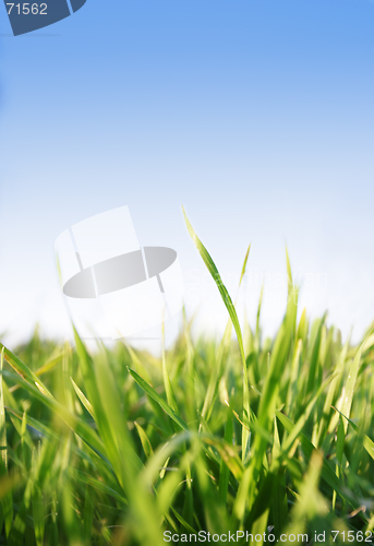 Image of green grass,blu sky