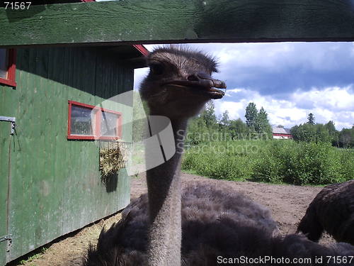 Image of Ostrich