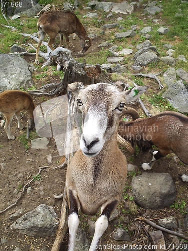 Image of Goat