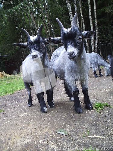 Image of Goats II