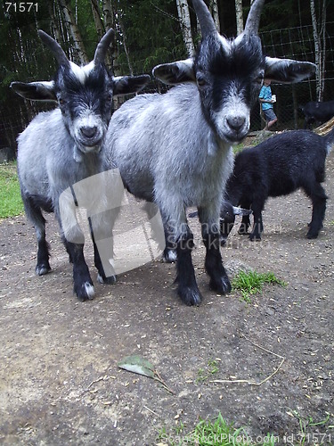 Image of Goats