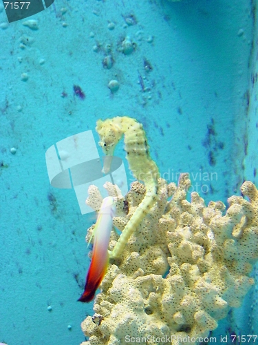 Image of Sea-horse and friend