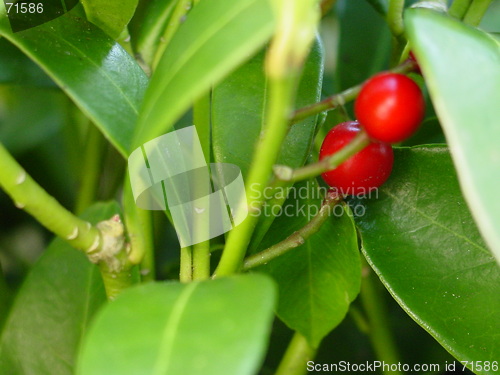 Image of Berries