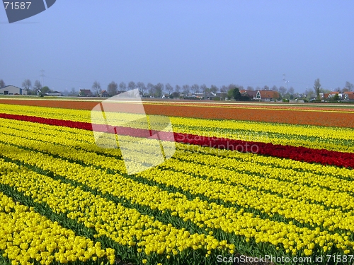 Image of Flower-beds