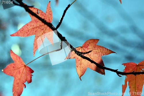 Image of Fall Leaves