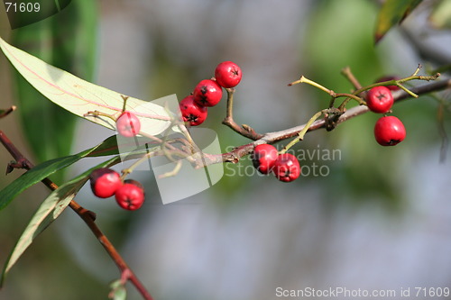 Image of Berries