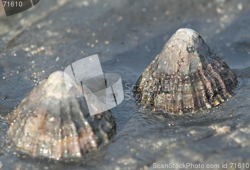 Image of sea shells