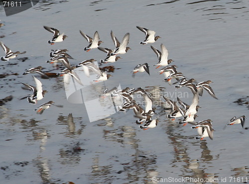 Image of birds in flight