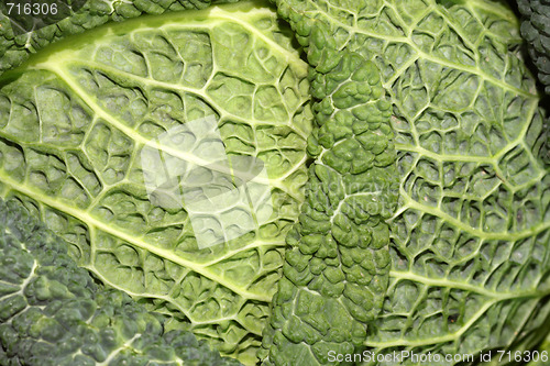 Image of Savoy cabbage