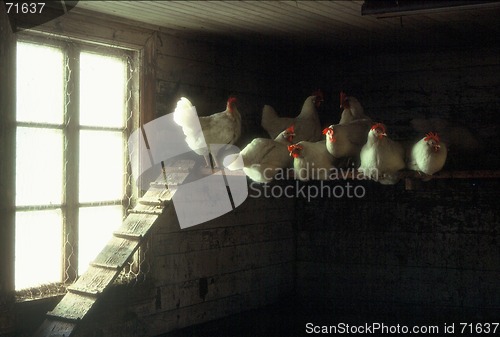 Image of Hens are sitting in their position
