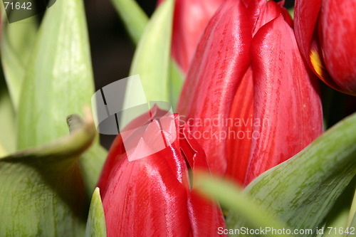 Image of tulip