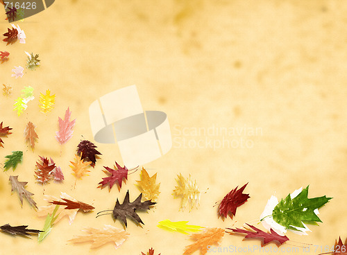 Image of autumn leafs