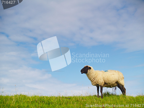 Image of sheep on pasture