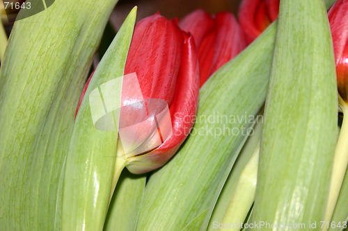 Image of tulip