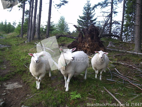 Image of Sheeps