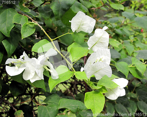 Image of white flowers