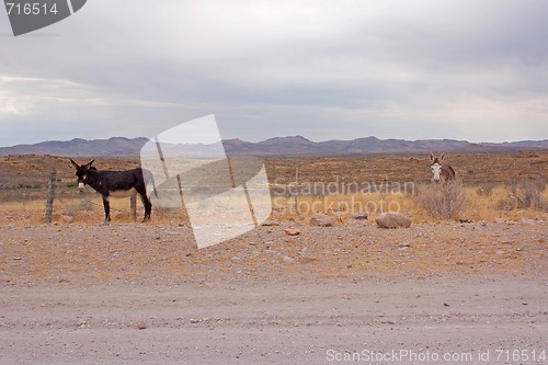 Image of Donkey on the roadside