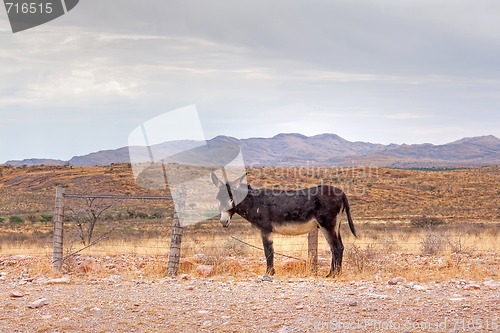 Image of Donkey on the roadside