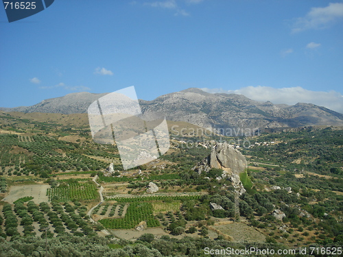 Image of Olive groves