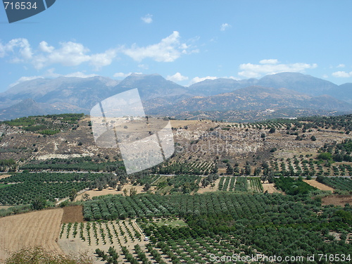Image of Olive groves