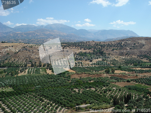 Image of Olive groves