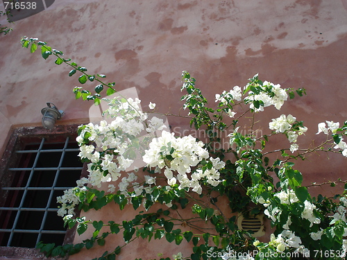Image of White flowers