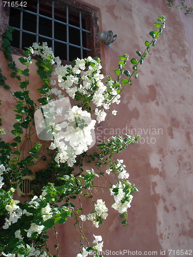 Image of white flowers