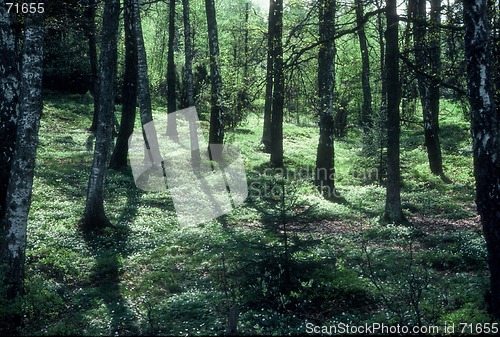 Image of summerlandscape