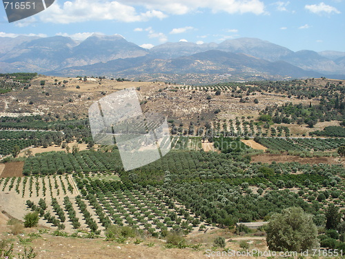 Image of Olive groves