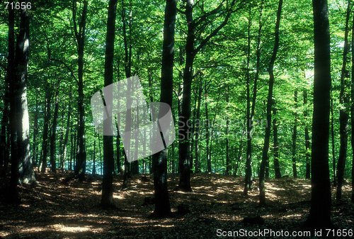 Image of forrest in summer