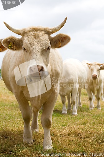 Image of Blondes d'Aquitaine cows