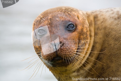 Image of Seal Head
